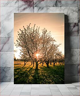 Πίνακας, Sunset Through Blossoming Trees Ηλιοβασίλεμα μέσα από ανθισμένα δέντρα