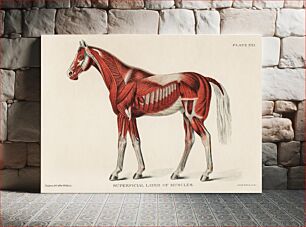 Πίνακας, Superficial Layer of Muscles by an unknown artist (1904), a medical illustration of equine muscular system