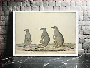 Πίνακας, Suricata suricatta (Meerkats) (1773–1780) by Robert Jacob Gordon