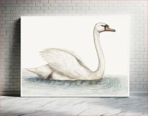 Πίνακας, Swan (1560–1585) by anonymous