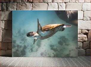 Πίνακας, Swimming Sea Turtle Κολύμβηση Θαλάσσια Χελώνα