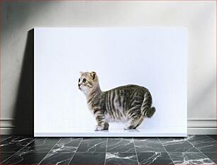 Πίνακας, Tabby Cat on White Background Τιγρέ γάτα σε άσπρο φόντο