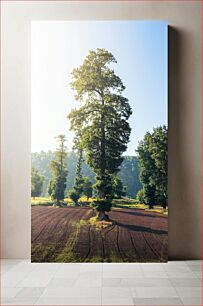 Πίνακας, Tall Trees in Sunlit Field Ψηλά δέντρα σε ηλιόλουστο χωράφι