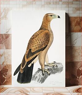 Πίνακας, Tawny Eagle (Aquilla fulvescens) from Illustrations of Indian zoology (1830-1834) by John Edward Gray (1800-1875)