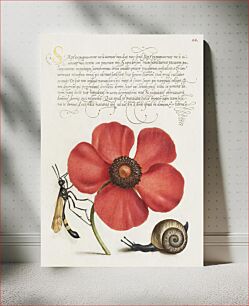 Πίνακας, Terrestrial Mollusk, Poppy Anemone, and Crane Fly from Mira Calligraphiae Monumenta or The Model Book of Calligraphy (1561–1596) by Georg Bocskay and Joris Hoefnagel