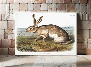 Πίνακας, Texian Hare (Lepus Texianus) from the viviparous quadrupeds of North America (1845) illustrated by John Woodhouse Audubon (1812-1862)