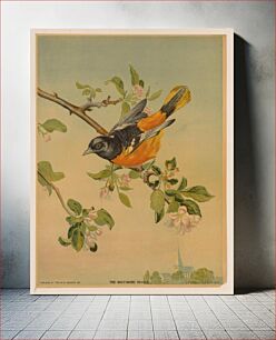 Πίνακας, The Baltimore Oriole