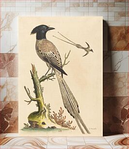 Πίνακας, The Black and White Crested Bird of Paradise (1743) by George Edwards