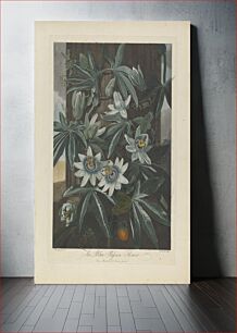 Πίνακας, The Blue Passion Flower, 1800, from Robert John Thornton, 'The Temple of Flora', London, 1799-1812