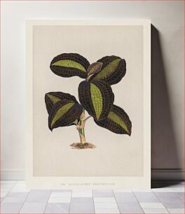 Πίνακας, The Golden - Veined Anaectochilus print from the book Gems of Nature and Art (1870), a vintage botany print of gorgeously colorful leaves