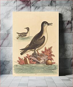 Πίνακας, The Guillemot and the Puffin of the Isle of Man (1762) by George Edwards