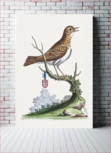 Πίνακας, The little Thrush from North America (1757) by George Edwards