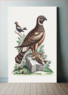 Πίνακας, The Marsh hawk, and the Reed birds (1758–1764) by George Edwards