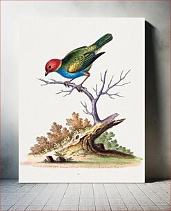 Πίνακας, The Red-Headed Finch from Surinam (1741) by George Edwards