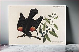 Πίνακας, The red Wing'd Starling. The broad leaved candle-berry Myrtle. Mark Catesby