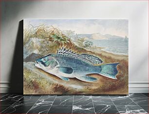 Πίνακας, The Sea Bass chromolithograph (1879) by Samuel Kilbourne