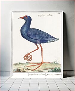 Πίνακας, The Western Swamphen, Porphyrio porphyrio (1596–1610) by Anselmus Boëtius de Boodt