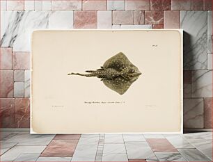 Πίνακας, Thornback ray, male, 1836 - 1857, Wilhelm von Wright