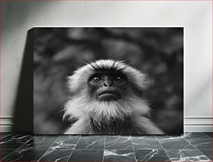 Πίνακας, Thoughtful Primate in Black and White Στοχαστικό πρωτεύον σε ασπρόμαυρο