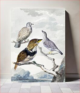 Πίνακας, Three birds, two Inca Pigeons and a collared bearded cuckoo (1753) by Aert Schouman