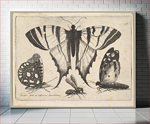 Πίνακας, Three Butterflies and a Wasp by Wenceslaus Hollar