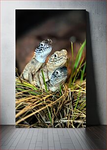 Πίνακας, Three Lizards in Grass Τρεις σαύρες στο γρασίδι