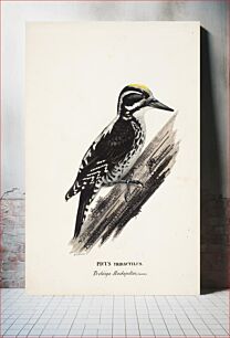Πίνακας, Three-toed woodpecker, male, 1828 - 1838, Wilhelm von Wright