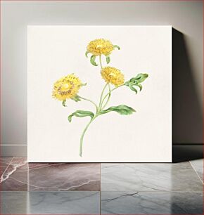 Πίνακας, Three yellow flowers botanical illustration