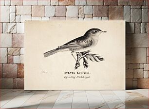 Πίνακας, Thrush nightingale, 1831, Wilhelm von Wright