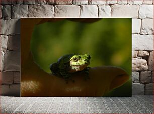 Πίνακας, Tiny Frog on Finger Μικροσκοπικός Βάτραχος στο Δάχτυλο