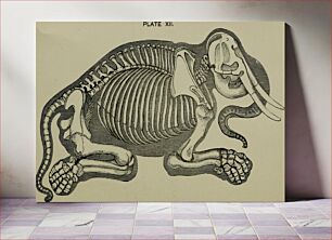 Πίνακας, Title: Comparative anatomy as applied to the purposes of the artistIdentifier: comparativeanato00hawk (find matches)Year: 1883 (1880s)Authors: Hawkins, B