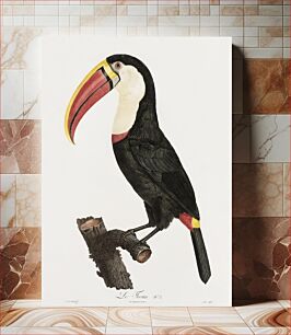 Πίνακας, Toucan from Histoire Naturelle des Oiseaux de Paradis et Des Rolliers (1806) by