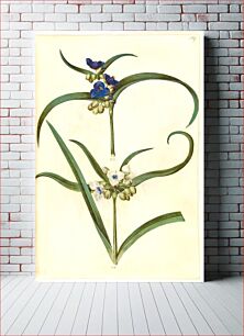 Πίνακας, Tradescantia virginiana or Tradescantia ohiensis (?) (flower jew) by Maria Sibylla Merian