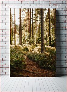 Πίνακας, Tranquil Forest Path Ήσυχο δασικό μονοπάτι