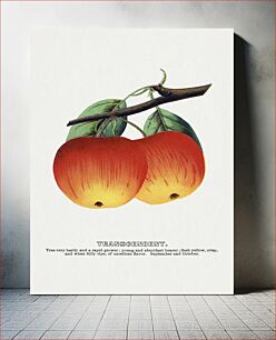 Πίνακας, Transcendent apples lithograph