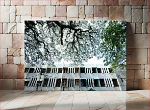 Πίνακας, Tree Canopy and Building Facade Στέγες δέντρων και πρόσοψη κτιρίου