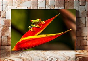 Πίνακας, Tree Frog on a Tropical Flower Δεντροβάτραχος σε ένα τροπικό λουλούδι