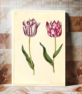 Πίνακας, Tulipa gesneriana (garden tulip) by Maria Sibylla Merian