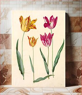 Πίνακας, Tulipa gesneriana (garden tulip) by Maria Sibylla Merian