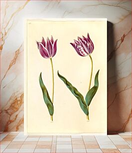 Πίνακας, Tulipa gesneriana (garden tulip) by Maria Sibylla Merian