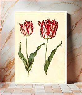 Πίνακας, Tulipa gesneriana (garden tulip) by Maria Sibylla Merian