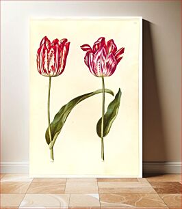 Πίνακας, Tulipa gesneriana (garden tulip) by Maria Sibylla Merian