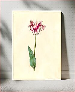 Πίνακας, Tulipa gesneriana (garden tulip) by Maria Sibylla Merian