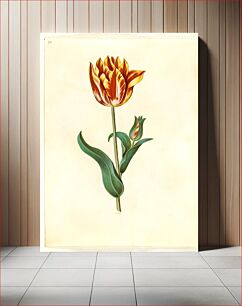 Πίνακας, Tulipa gesneriana (garden tulip) by Maria Sibylla Merian