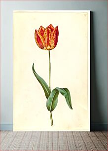 Πίνακας, Tulipa gesneriana (garden tulip) by Maria Sibylla Merian