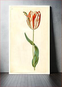 Πίνακας, Tulipa gesneriana (garden tulip) by Maria Sibylla Merian