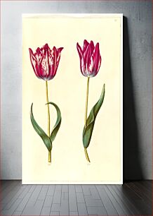 Πίνακας, Tulipa gesneriana (garden tulip) by Maria Sibylla Merian