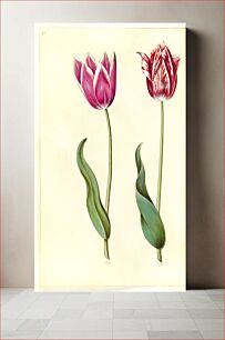 Πίνακας, Tulipa gesneriana (garden tulip) by Maria Sibylla Merian