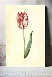 Πίνακας, Tulipa gesneriana (garden tulip) by Maria Sibylla Merian