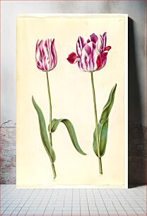 Πίνακας, Tulipa gesneriana (garden tulip) by Maria Sibylla Merian